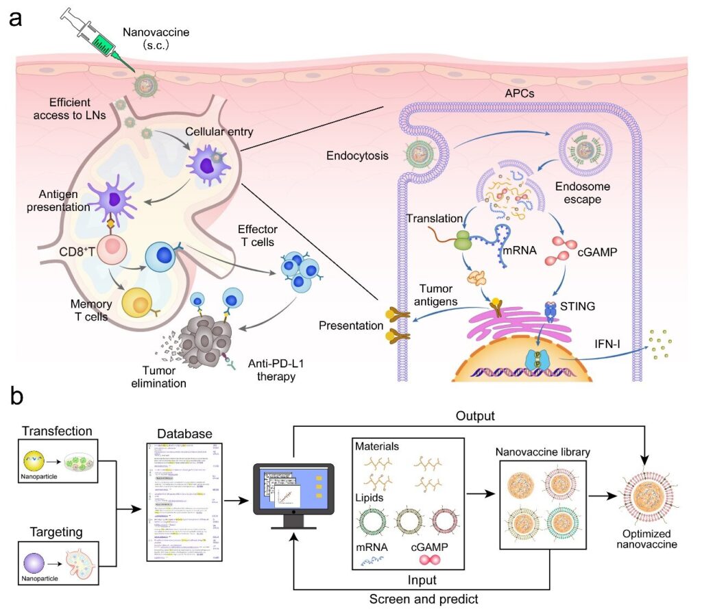 Rational design of mRNA nanovaccine for cancer immunotherapy - Phil ...