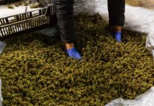 Bipartisan House bill aims to replace hemp product ban with federal regulatory system