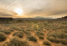 Over 40% of Earth Could Become ‘Drylands’ by 2100, Scientists Warn