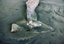 Gray whales are washing up dead on the West Coast. The reason is alarming