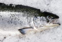 5-year probe by a journalistic nonprofit: “Dirty secret behind the farmed fish you eat”